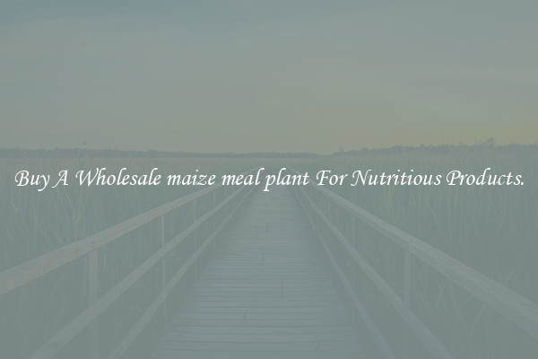 Buy A Wholesale maize meal plant For Nutritious Products.